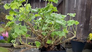 Pruning An Overwintered Geranium  April 6 2022 [upl. by Kingsbury]