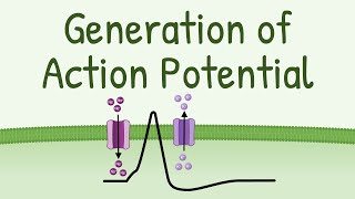 THE ACTION POTENTIAL [upl. by Norse]