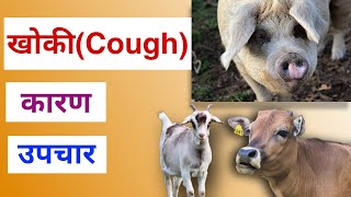 पशुहरुमा हुने खोकीको कारणहरु र यसको उपचार । Causes and Treatment of Cough in Cattle Goat and Pig [upl. by Eladnwahs]