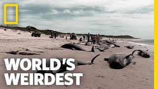 Beached Whales  Worlds Weirdest [upl. by Adnopoz338]