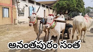 Anantapur bulls market dhana agriculture subscribe bulls [upl. by Gnehs]