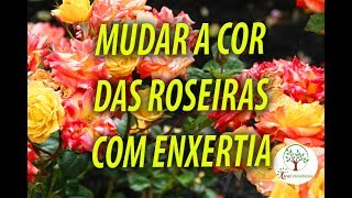 ROSEIRAS MUDAR CORES COM ENXERTIA [upl. by Boser]