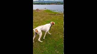 Perro Pointer cazando  Perro de muestra [upl. by Micah444]