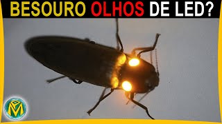 Besouro com LUZES NOS OLHOS Conheça o Pyrophorus [upl. by Ylsew]