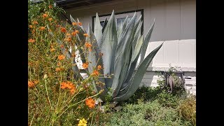 Trim a Blue Agave [upl. by Ynnavoeg722]