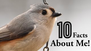 10 Amazing Facts About Tufted Titmouses [upl. by Nerrak631]