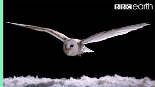 Experiment How Does An Owl Fly So Silently  Super Powered Owls  BBC [upl. by Brynna]