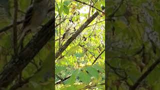 Sparrow hopping through the branches overlooking the Harpeth River Tennessee USA 🎶 flyoff tnbirds [upl. by Vernor]