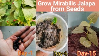 How To Grow Mirabilis Jalapa From Seed  Mirabilis jalapa को बीज से कैसे उगाए 4 OClock Mirabilis [upl. by Sokim792]