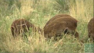 Hogs Gone Wild  Feral Hogs in Childress Texas [upl. by Brote]