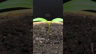 Plant growing in only 1 day 😍viralvideo shortvideo [upl. by Euqinot]