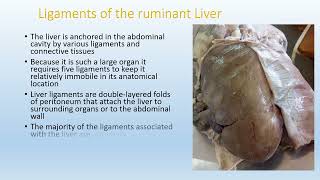 ANATOMY OF THE RUMINANT LIVER [upl. by Ynomrah156]