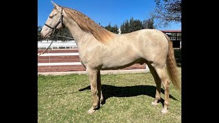 En Vivo Examen Profundo a la Doma a PRE Perla Cenizo caballo caballos aguazarca horses [upl. by Paapanen997]