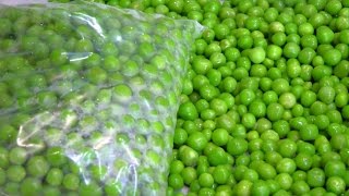 How to store Green Peas Preserve Green Peas  Frozen Peas Frozen Matar  फ्रोजन मटर [upl. by Kay119]