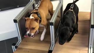 Treadmill for dogs Dogmills Duo treadmill [upl. by Nylevol]