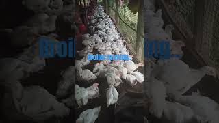 Contract farming broiler Premium company farming broiler agriculture [upl. by Adnwahsar34]