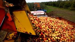 Récolte pomme à cidre [upl. by Idden]