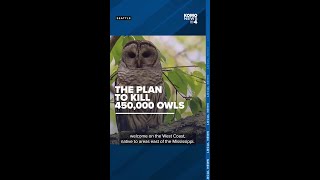 To save spotted owls US plans to kill hundreds of thousands of West Coast barred owls [upl. by Ahseuqram]