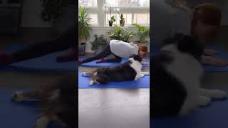 Dog doing Yoga with owner [upl. by Ahsaya]