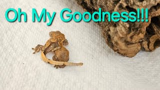 A proper introduction to our sweet 2 headed 6legged baby Crested gecko [upl. by Nohtanhoj747]