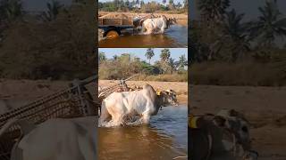 మనిషిలేకుండా బండిని లాగుతాయి  Ongole bulls  heavy sand load pulling bulls  M ID Ongole bulls [upl. by Veator]