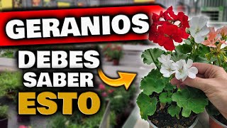 Si Tienes GERANIOS ¡DEBES SABER ESTO Porqué no Florecen los Geranios o Novios Abono para Plantas [upl. by Gnuhn]