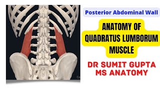 QUADRATUS LUMBORUM MUSCLE  ANATOMY [upl. by Ynar]