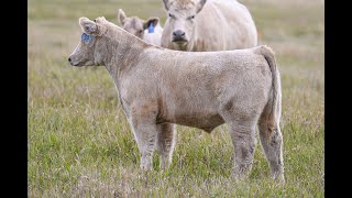 Reimann Pasture Sale 2024  Tag 50 [upl. by Sinnard]