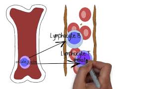 Comprendre le système lymphatique [upl. by Verney934]