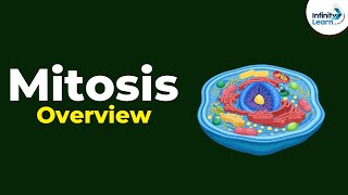 Overview of Mitosis  Dont Memorise [upl. by Rothberg392]