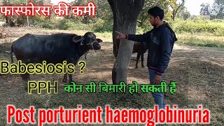 Treatmet Of Post Porturient Haemoglobinuria  Red water  फास्फोरस की कमी का कारण व इलाज  vet [upl. by Ameh]