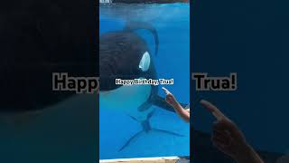 Trua the Orca’s 19th BDay [upl. by Anaeli]