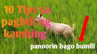 10 Tips sa PAGBILI NG KAMBING WAG kang bibili kung hindi mo mapanood ito ‼️ [upl. by Ellirpa]