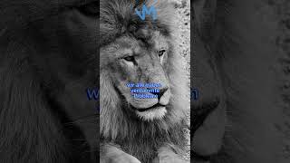 Deine Denkweise successmindset motivation millionairesuccesshabits moneymindset lion facts [upl. by Salzhauer]