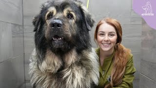 A MASSIVE Dog Breed Ive Never Even Heard Of Before  Šarplaninac [upl. by Anayk116]