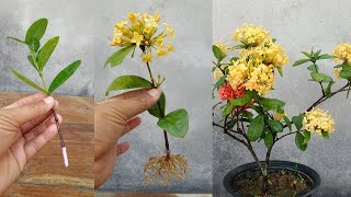 How to grow and care ixora plant  Simple Method [upl. by Isoj192]