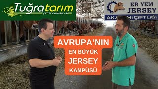 Avrupanın En Büyük Jersey Çiftliği [upl. by Cristian]