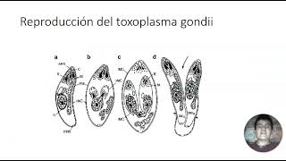 toxoplasma gondii [upl. by Antonietta]