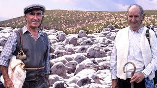 PASTOREO DE OVEJAS con dos veteranos pastores TRASHUMANTES Un duro oficio con SIGLOS DE TRADICIÓN [upl. by Gnehs]