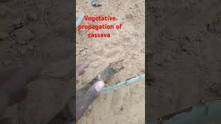 Vegetative propagation of cassava [upl. by Margalo675]