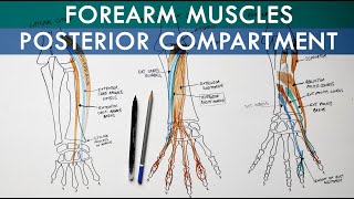 Posterior Extensor Compartment of Forearm  Anatomy Tutorial [upl. by Bornie810]