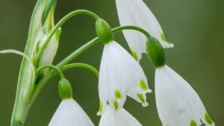 100 Snowflake bulbs for the cut flower garden Leucojum aestivum zones 39 Florida zone 8b garden [upl. by Trevlac]