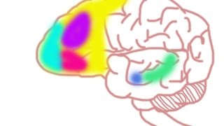 Your Brain on Social Anxiety Disorder [upl. by Elish]