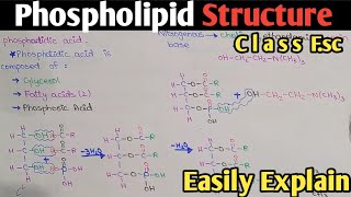 Phospholipid Structure  Phosphotidylcholine  Class 11  UrduHindi [upl. by Relyhcs]