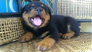 PUPPIES HOWLING  A Cute Puppy Howling Videos Compilation  BEST OF [upl. by Aleacem962]