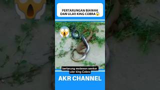 Pertarungan biawak dan ular king cobra⁉️😱shorts [upl. by Akirehc]