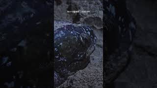 Leatherback Turtle lays her eggs GalatheaBay Shorts [upl. by Gilba]