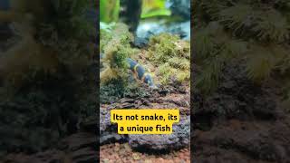 Most unique fish  Kuhli Loach [upl. by Shepperd]