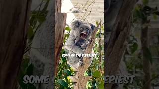 Uncovering the Mysteries of Koalas Sleepy Lives [upl. by Voorhis]