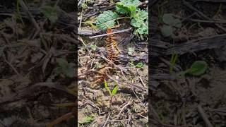 Scolopendra cíngulata ejemplar juvenil de unos 7 centímetros [upl. by Rempe]